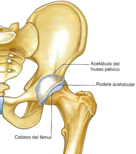 Anatomía de la articulación de cadera: acetábulo del hueso pélvico, rodete acetabular y cabeza del fémur